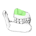 Sinus maxillaire